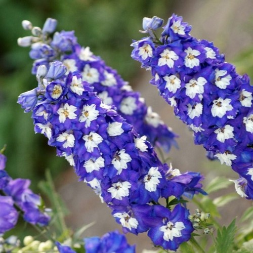 Delphinium 'Magic Fountains Blue' - Aed-kukekannus 'Magic Fountains Blue' P9/0,55L